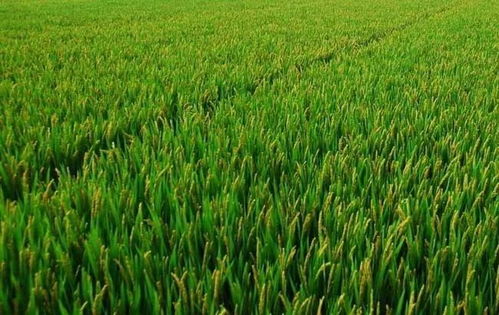 三大糧食作物保險覆蓋擴大 500個產糧大縣種植即享保障