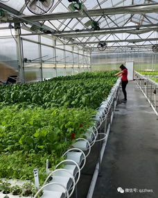 無土栽培與植物工廠化 農作物種植的未來之路